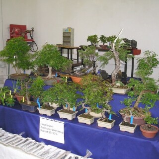 bonsaiverkauf-01