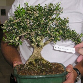 bonsaiverkauf-04