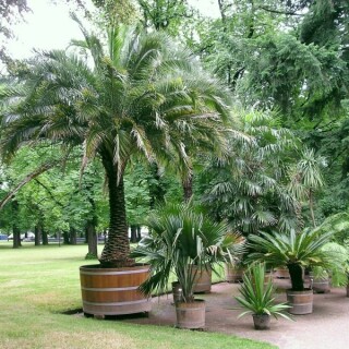 schlosspark-pillnitz-02